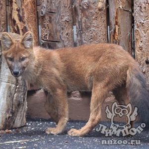 В зоопарке «Лимпопо» выберут имена для красных волков