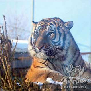 Амурский тигр (Panthera tigris altaica)