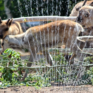 Из-за аномальной жары в зоопарке «Лимпопо» введен специальный режим
