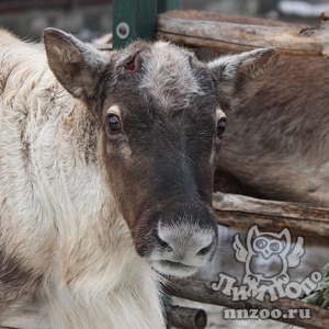Северный олень из нижегородского зоопарка «Лимпопо» распрощался со своими рогами