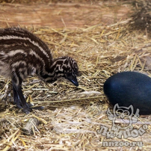 Два маленьких эму появились на свет в зоопарке «Лимпопо»!