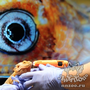 Комплексное офтальмологическое обследование животных прошло в зоопарке «Лимпопо»