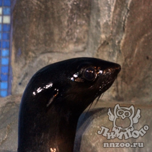 Северный морской котик поселился в нижегородском зоопарке «Лимпопо»