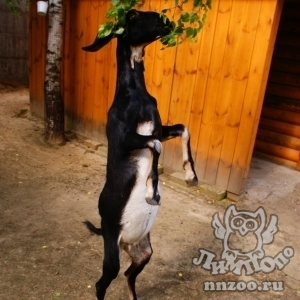 Нубийская коза устраивает танцы в контактном зоопарке