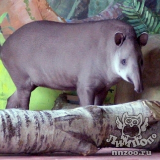 Равнинный тапир (Tapirus terrestris)