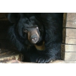 Зоопарк “Лимпопо” готовится принять гималайскую медведицу из парка “Швейцария"
