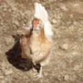 Курица Амераукана