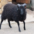 Карликовая овца