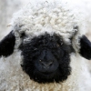 Валлийская овца