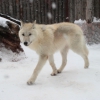Полярный волк (Canis lupus tundrarum)