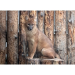 В зоопарке «Лимпопо» выберут имена для красных волков
