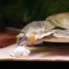Дальневосточная черепаха (Pelodiscus sinensis)
