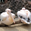 Розовый пеликан (Pelecanus onocrotalus)