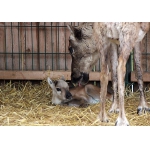 Северный олененок родился в зоопарке «Лимпопо»