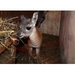 Новорожденного гуанако спасли сотрудники зоопарка «Лимпопо»!