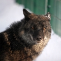 Волк канадский (Canis lupus pambasileus)