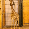 Жираф южноафриканский (Giraffa camelopardalis giraffa)
