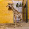 Жираф южноафриканский (Giraffa camelopardalis giraffa)