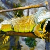 Игуана зелёная (обыкновенная) (Iguana iguana)