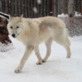 Полярный волк (Canis lupus tundrarum)