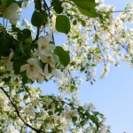 Яблони цветут 9.05.12