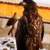 Беркут (Aquila chrysaetos)