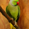 Малый кольчатый (ожереловый) попугай (Psittacula krameri)