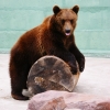 Бурый медведь (Ursus arctos)