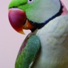 Большой кольчатый попугай (Psittacula eupatria)
