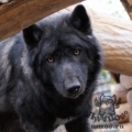 Волк канадский (Canis lupus pambasileus)