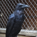 Ворон обыкновенный (Corvus corax)