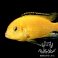 Жёлтый лабидохромис (Labidochromis caeruleus var.yellow)