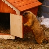 Степной сурок (байбак) (Marmota bobak)