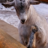 Камерунская коза (Capra hircus)
