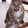 Дальневосточный (Амурский) леопард (Panthera pardus orientalis)