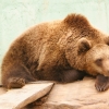 Бурый медведь (Ursus arctos)