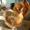 Китайская шелковая курица