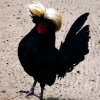 Курица голландская белохохлая