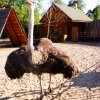 Африканский страус (Struthio Сamelus)