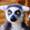 Кошачий лемур (Lemur catta)