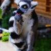 Кошачий лемур (Lemur catta)