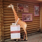 Нижегородцы могут поспособствовать скорейшему приезду жирафа в "Лимпопо"