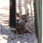 12 июня в зоопарке "Лимпопо" родился малыш - пятнистый оленёнок.