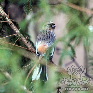 Урагус (Carpodacus sibiricus)