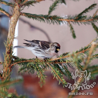 Чечетка (Acanthis flammea)