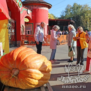 Рекордное количество овощей и фруктов передали зоопарку «Лимпопо» в рамках конкурса по осеннему сбору урожая!