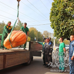 Царь-тыкву доставили в зоопарк «Лимпопо»!