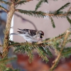 Чечетка (Acanthis flammea)