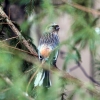 Урагус (Carpodacus sibiricus)