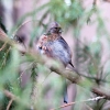 Урагус (Carpodacus sibiricus)